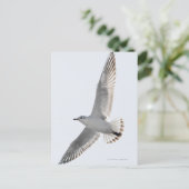 ニシン飛んでいるカル ポストカード (スタンド正面)