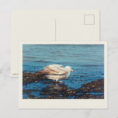 ニシン・ガルP1046 ポストカード (正面/裏面)