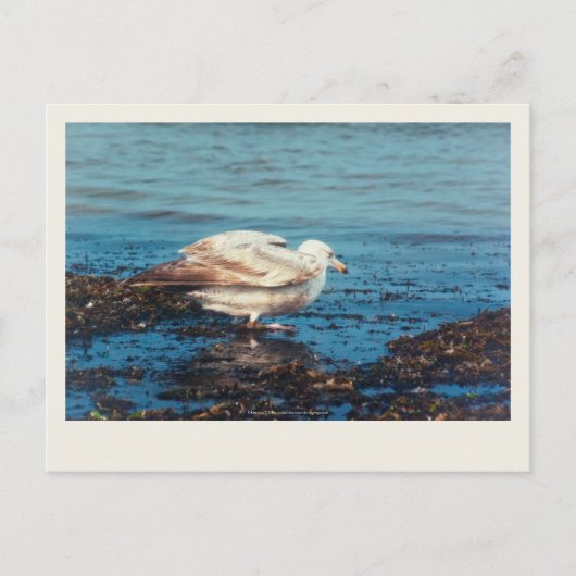 ニシン・ガルP1046 ポストカード (正面)