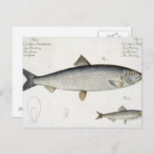 ニシン（クロウサハレンガス）（図1）とスプラー(Clup) ポストカード (正面/裏面)