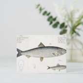 ニシン（クロウサハレンガス）（図1）とスプラー(Clup) ポストカード (スタンド正面)