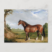 ニシン – A Clydesdale Stallion,素晴らし art, ポストカード (正面)