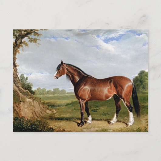 ニシン – A Clydesdale Stallion,素晴らし art, ポストカード (正面)