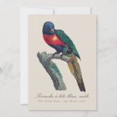 ニジインコ 雄 Trichoglossus Moluccanus サンキューカード (正面)