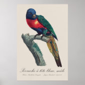 ニジインコ 雄 Trichoglossus Moluccanus ポスター (正面)