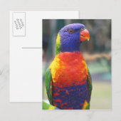 ニジニクイロインコ (Trichoglossus haematodus 2 ポストカード (正面/裏面)