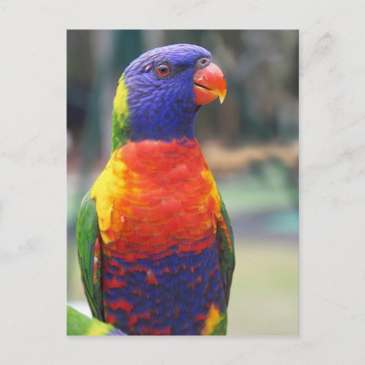 ニジニクイロインコ (Trichoglossus haematodus 2 ポストカード (正面)