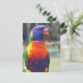 ニジニクイロインコ (Trichoglossus haematodus 2 ポストカード (スタンド正面)