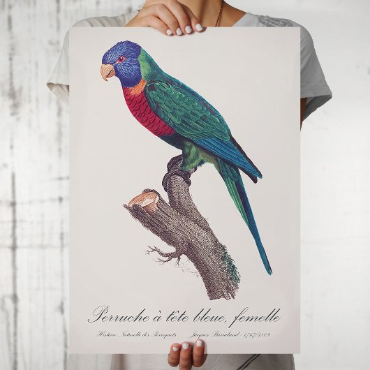 ニジハシルリコンゴウインコ 雌 Trichoglossus moluccanus ポスター