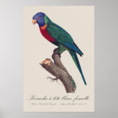 ニジハシルリコンゴウインコ 雌 Trichoglossus moluccanus ポスター (正面)