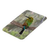 ニジハチクイ鳥、オーストラリア マグネット (左側)