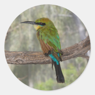 ニジハチクイ鳥、オーストラリア ラウンドシール