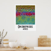 ニジマスのポスター ポスター (キッチン)