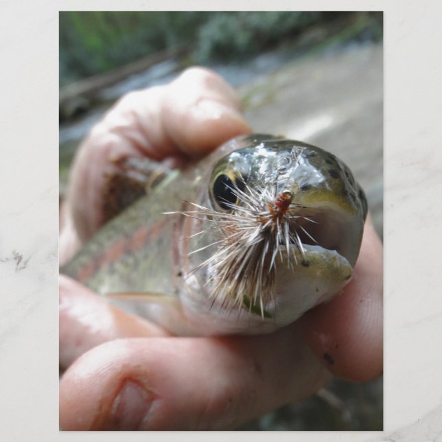 ニジマスの写真 (正面)