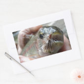 ニジマスの写真 長方形シール (封筒)