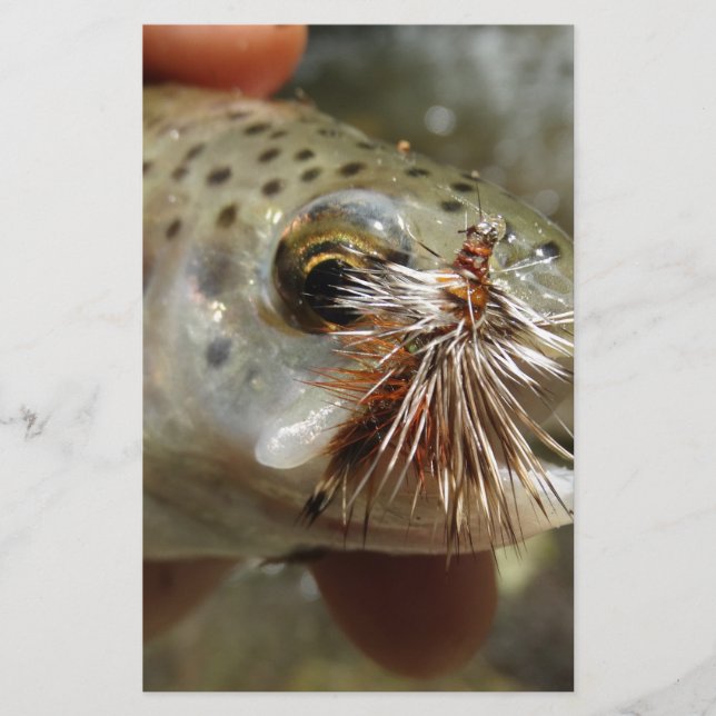 ニジマス写真 (正面)