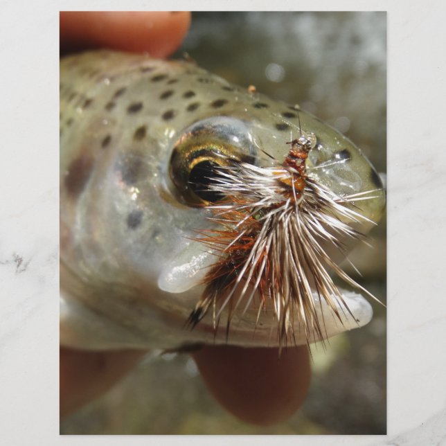 ニジマス写真 (正面)