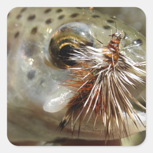 ニジマス写真 スクエアシール (正面)