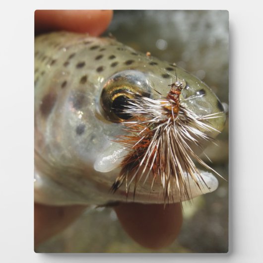 ニジマス写真 フォトプラーク (正面)