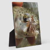 ニジマス写真 フォトプラーク (側面)