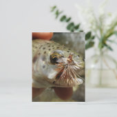 ニジマス写真 ポストカード (スタンド正面)