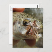 ニジマス写真 ポストカード (正面/裏面)