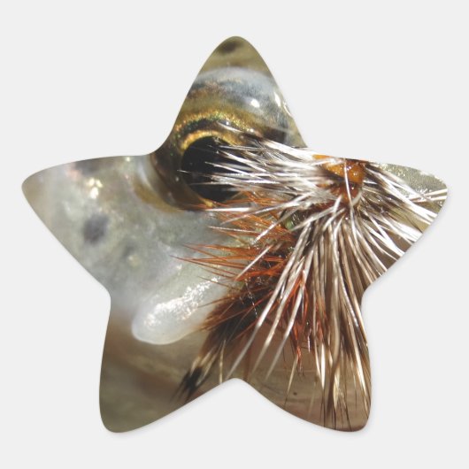 ニジマス写真 星シール (正面)