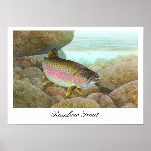 ニジマス絵画のポスター ポスター (正面)