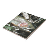 ニジマス タイル (側面)