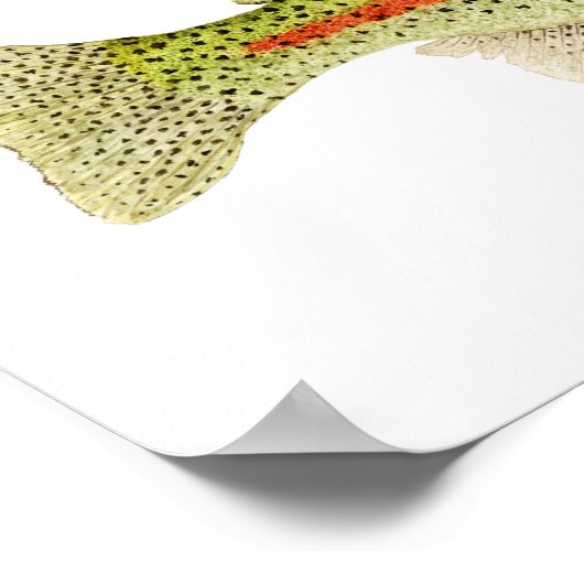 ニジマス ポスター (角)