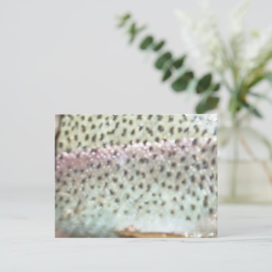 ニジマス ポストカード (スタンド正面)