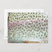 ニジマス ポストカード (正面/裏面)