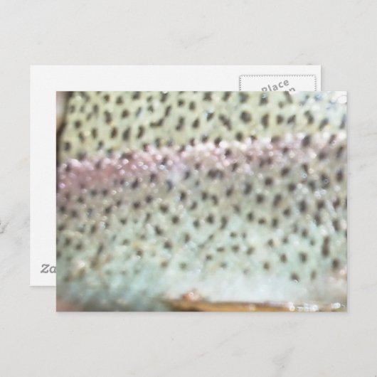 ニジマス ポストカード (正面/裏面)