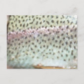 ニジマス ポストカード (正面)