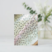 ニジマス ポストカード (スタンド正面)