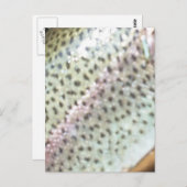 ニジマス ポストカード (正面/裏面)