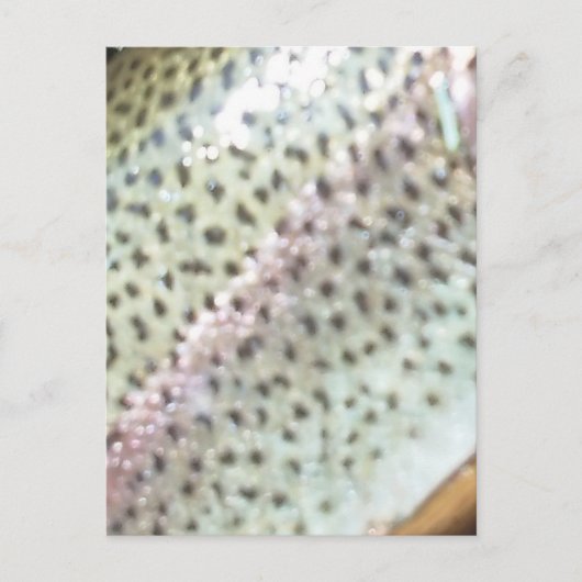 ニジマス ポストカード (正面)