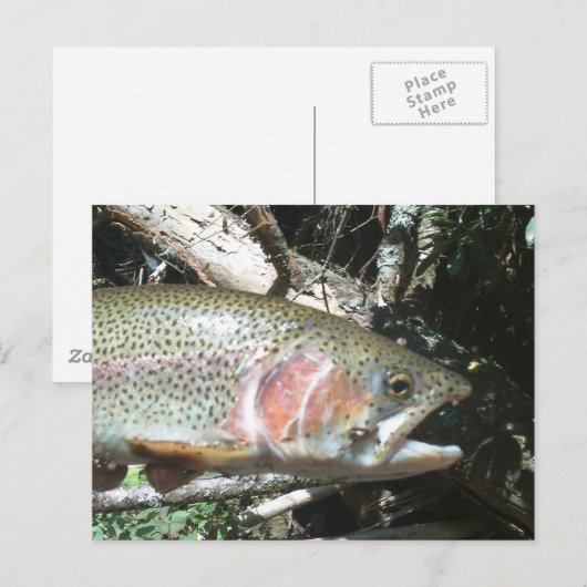 ニジマス ポストカード (正面/裏面)