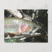 ニジマス ポストカード (正面)
