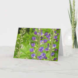 ニジミ（バプティシア・アウストラリス）カード シーズンカード