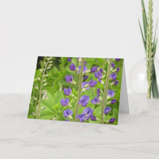 ニジミ（バプティシア・アウストラリス）カード シーズンカード (正面)