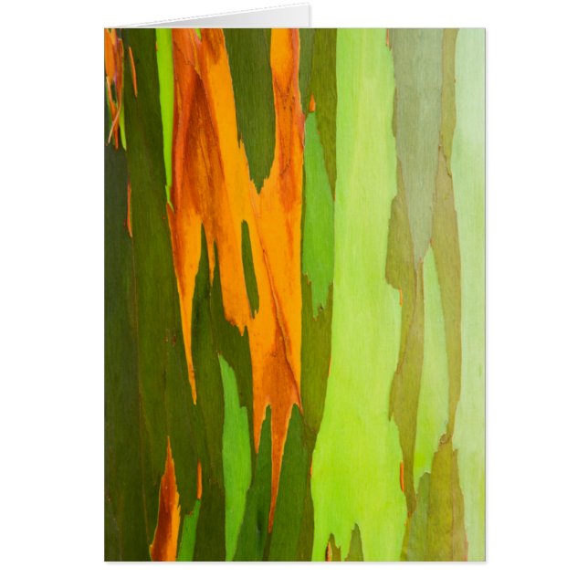 ニジユーカリ樹皮（ハワイ） (正面)