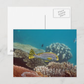 ニセハギ（Plectorhinchus lineatus） ポストカード (正面/裏面)