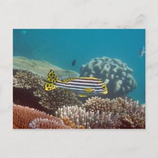 ニセハギ（Plectorhinchus lineatus） ポストカード