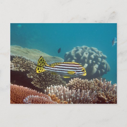 ニセハギ（Plectorhinchus lineatus） ポストカード (正面)