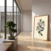 ニチニチソウの植物画キャンバスプリント ポスター