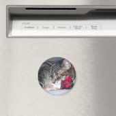 ニッキー&Aバラ磁石 マグネット (インサイチュ (食洗機))