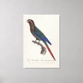 ニッケイインコ、Pyrrhura Picta キャンバスプリント (正面)
