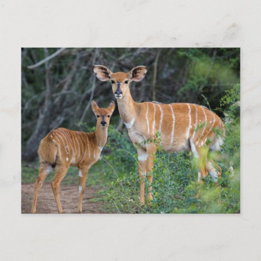 ニャラ（Tragelaphus angasii）子連れ、ンドゥモ ポストカード (正面)