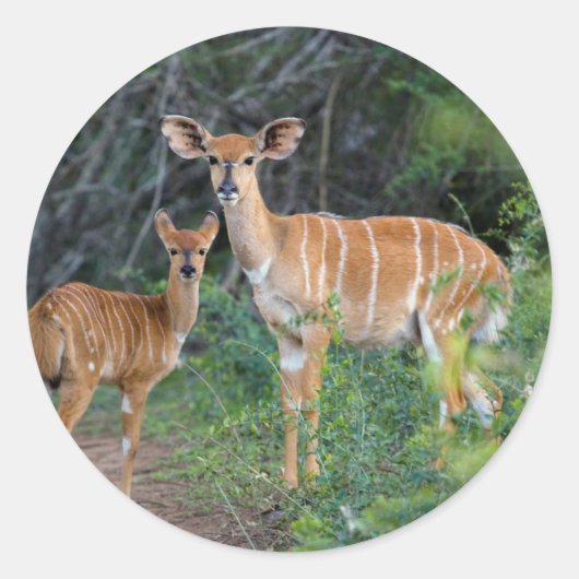 ニャラ(Tragelaphus angasii)子連れ、ンドゥモ ラウンドシール (正面)